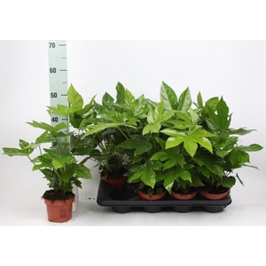 FATSIA OV
