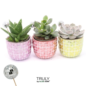TRULY Succulent, Disco Mosaic M Disco