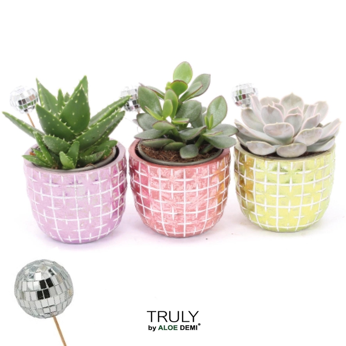 <h4>TRULY Succulent, Disco Mosaic M Disco</h4>
