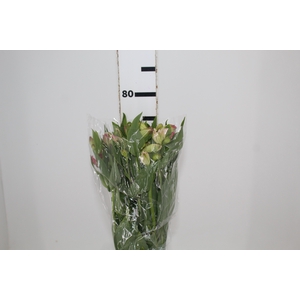 ALSTROEMERIA ALYNA 080 CM