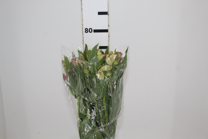 <h4>ALSTROEMERIA ALYNA 080 CM</h4>