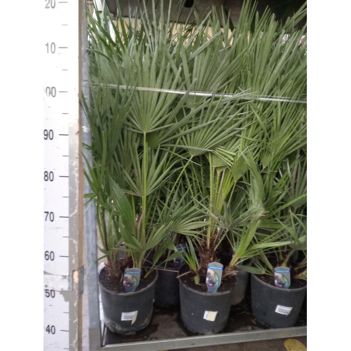 <h4>Chamaerops humilis</h4>