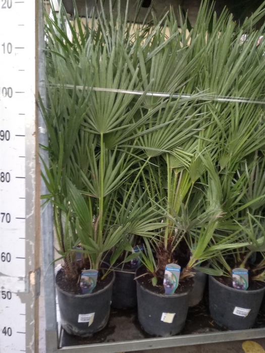 <h4>Chamaerops humilis</h4>