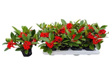 <h4>Skim Ja Oberries Red 5+</h4>