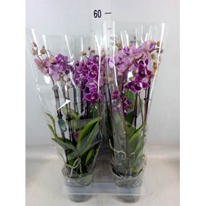 Phalaenopsis multi. 'Hornglin Vick'