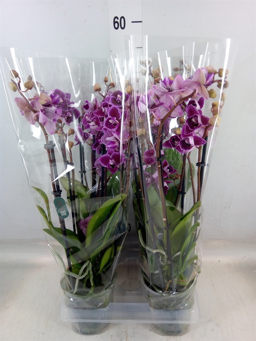 <h4>Phalaenopsis multi. 'Hornglin Vick'</h4>