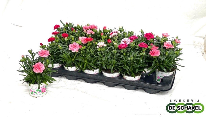 <h4>DIAN GEMENGD</h4>