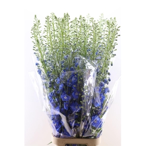 Delphinium Candle Blue Shades 130cm