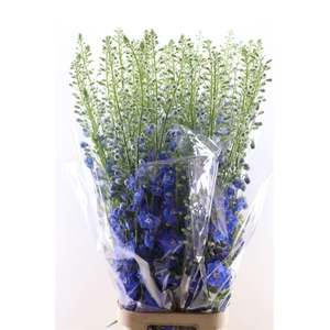 Delphinium Candle Blue Shades