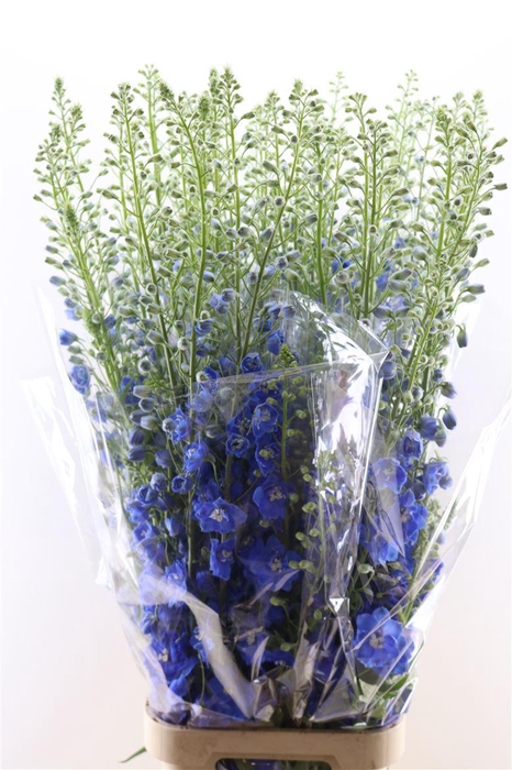 <h4>Delphinium Candle Blue Shades 130cm</h4>