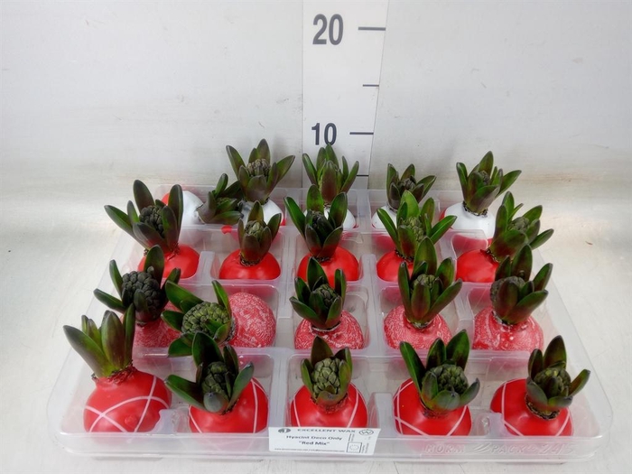 <h4>Hyacinthus orie.   ...waxed L%</h4>