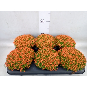 Nertera granadensis 'Astrid'