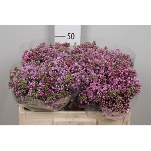 Syr V Dark Koster 4+