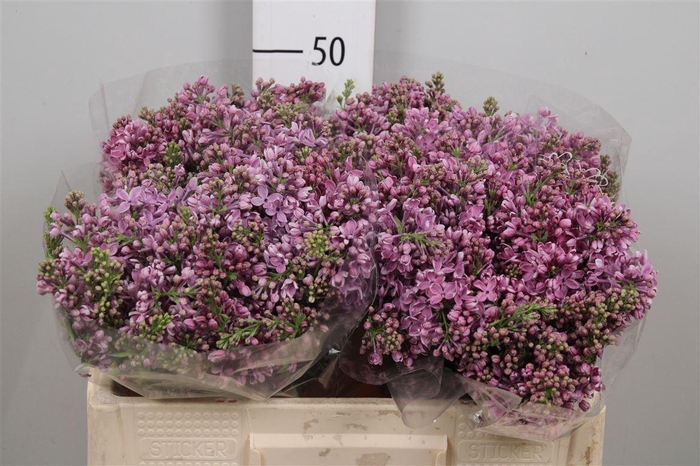 <h4>Syr V Dark Koster 4+</h4>