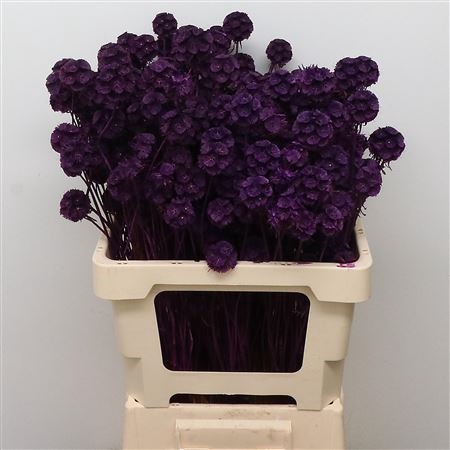 Dried Bleached Scabiosa Green
