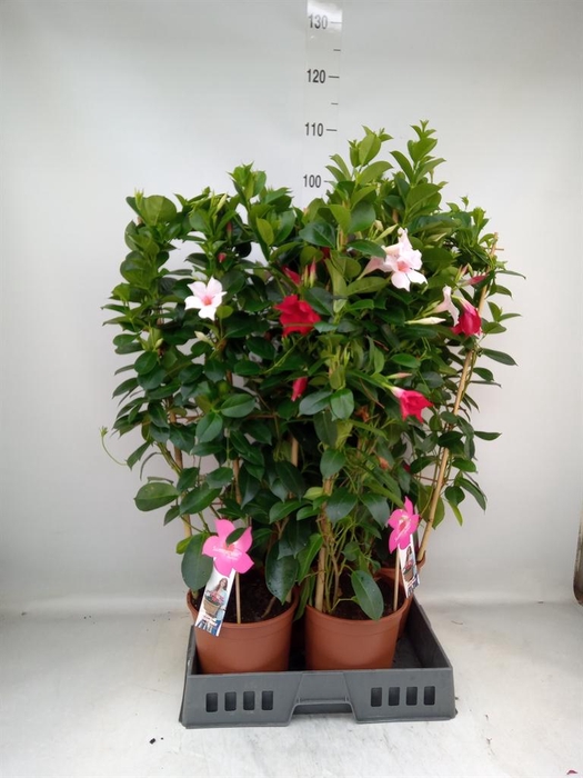 <h4>Mandevilla ...</h4>