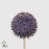 ECHIN BA BLUE GLOBE