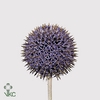 ECHIN BA BLUE GLOBE