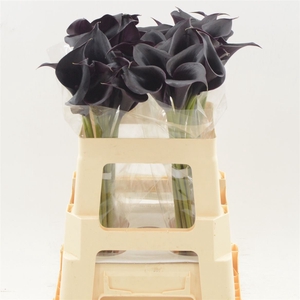 Calla Escape