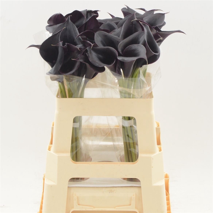 Calla Escape