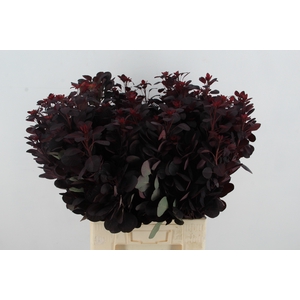 COTIINUSBLAD ROYAL PURPLE