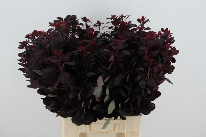 <h4>COTIINUSBLAD ROYAL PURPLE</h4>