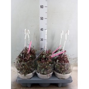 Ceropegia woodii 'Silver Glory'