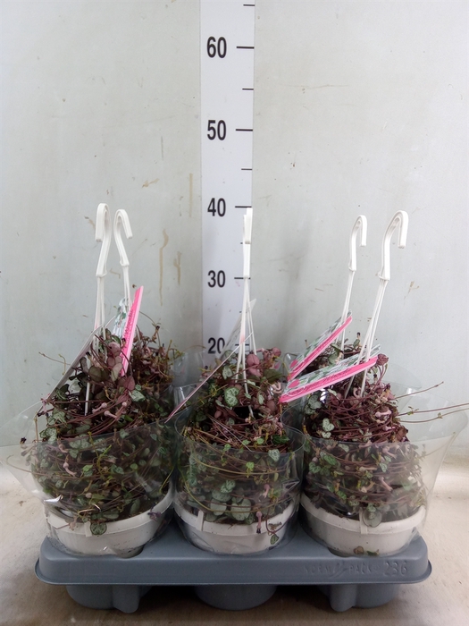<h4>Ceropegia woodii 'Silver Glory'</h4>