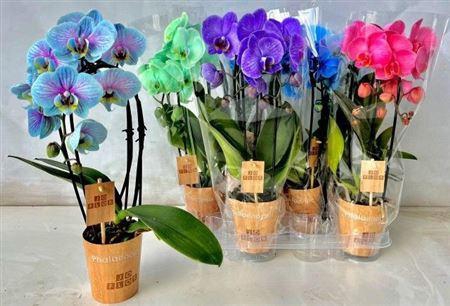 <h4>Phal Cascade 2 Branches 24+</h4>