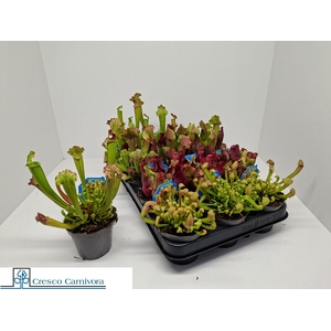 SARRACENIA OV