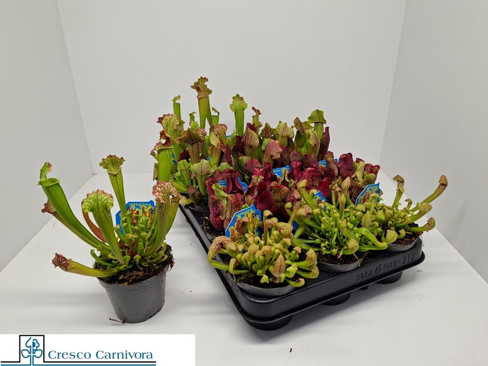 <h4>SARRACENIA OV</h4>