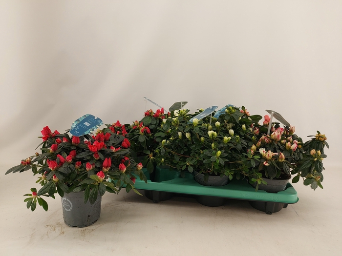 <h4>RHODO SI V GEM 4 SRT</h4>