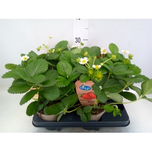 Fragaria   ...