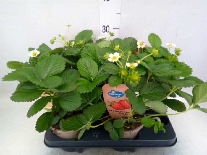 <h4>Fragaria   ...</h4>