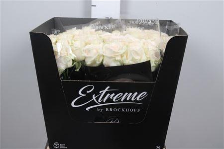 <h4>R Gr Sweet Caroline</h4>