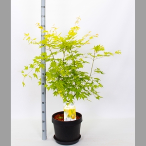 ACER PA ORANGE DREAM