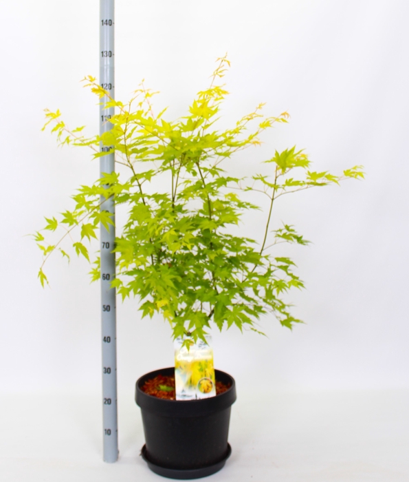 <h4>ACER PA ORANGE DREAM</h4>