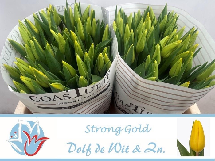 <h4>TU EN STRONG GOLD</h4>