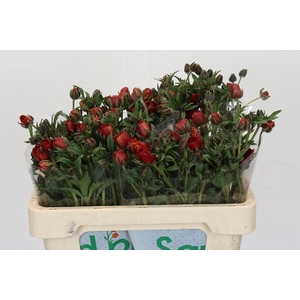 Ranunculus Magical Tangerine