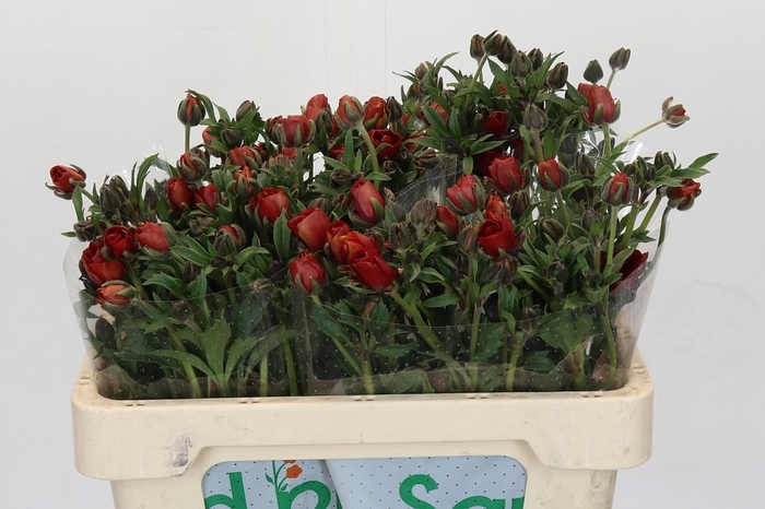 <h4>Ranunculus Magical Tangerine</h4>