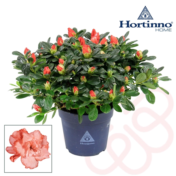 <h4>Hortinno® Home 'bicolor' 25 - 27 cm</h4>