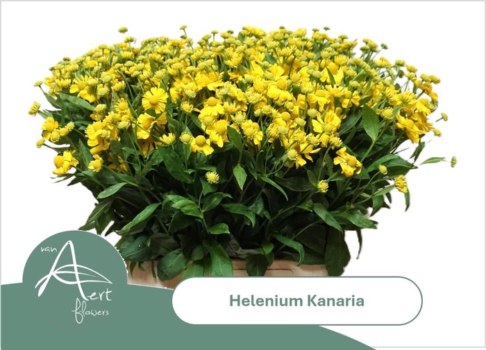 <h4>HELEN KANARIA</h4>