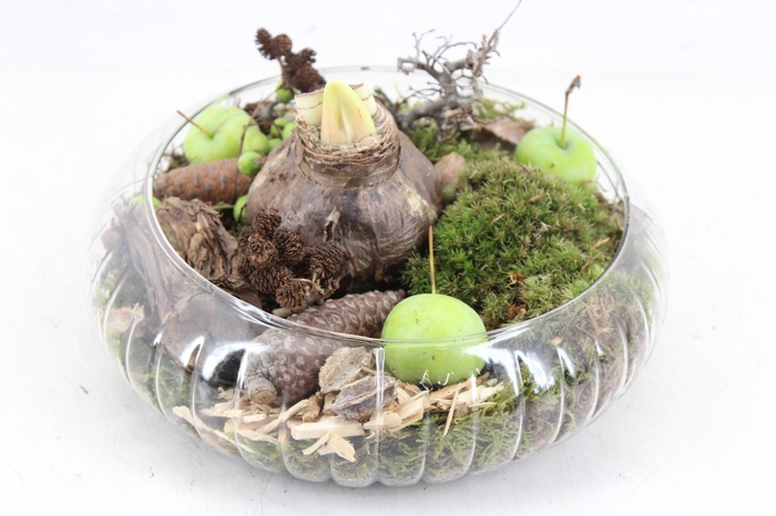 <h4>arr4 Amaryllis MB - Glas schaal ribbel</h4>