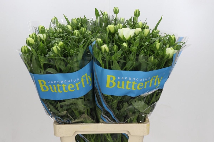 <h4>Ranunculus Butterfly Ninos</h4>