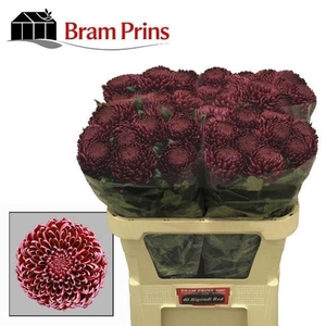 CHR G BIGOUDI RED