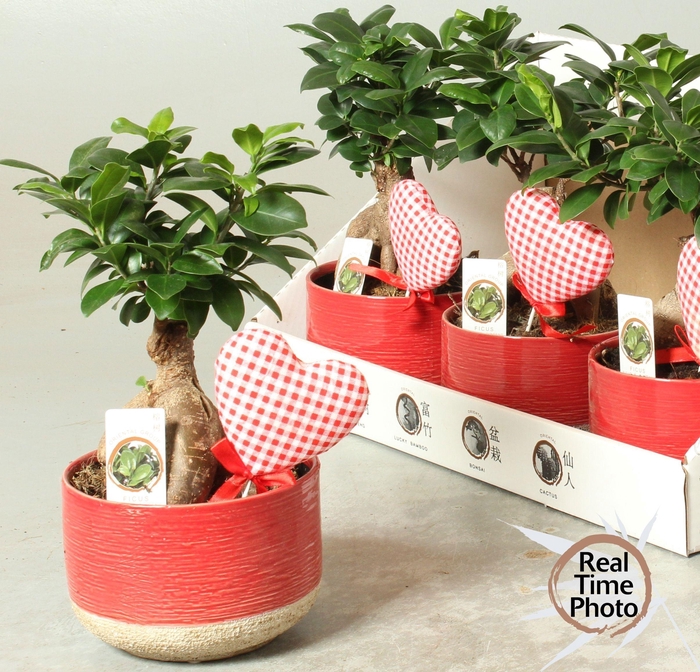 <h4>FIC MI GINSENG</h4>