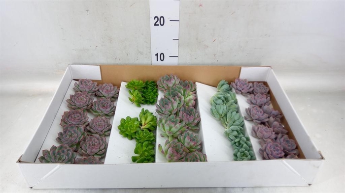 <h4>Echeveria   ...mix</h4>