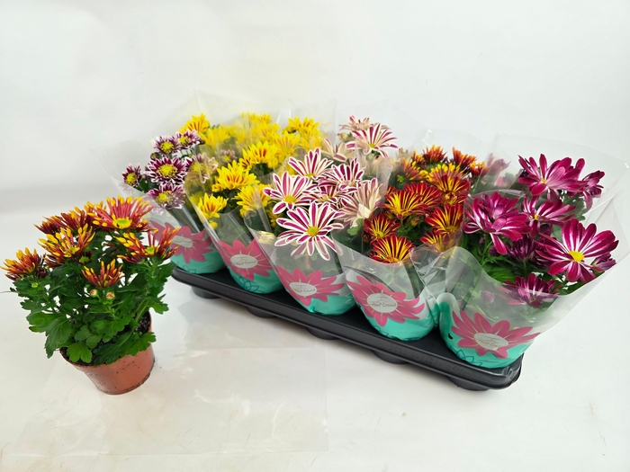 <h4>CHRYS GEM 6 KL</h4>