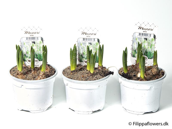 <h4>MUSCARI ARMENIACUM</h4>