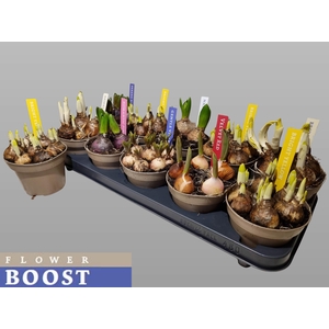 !! PROMO !! BULBS MIX P12